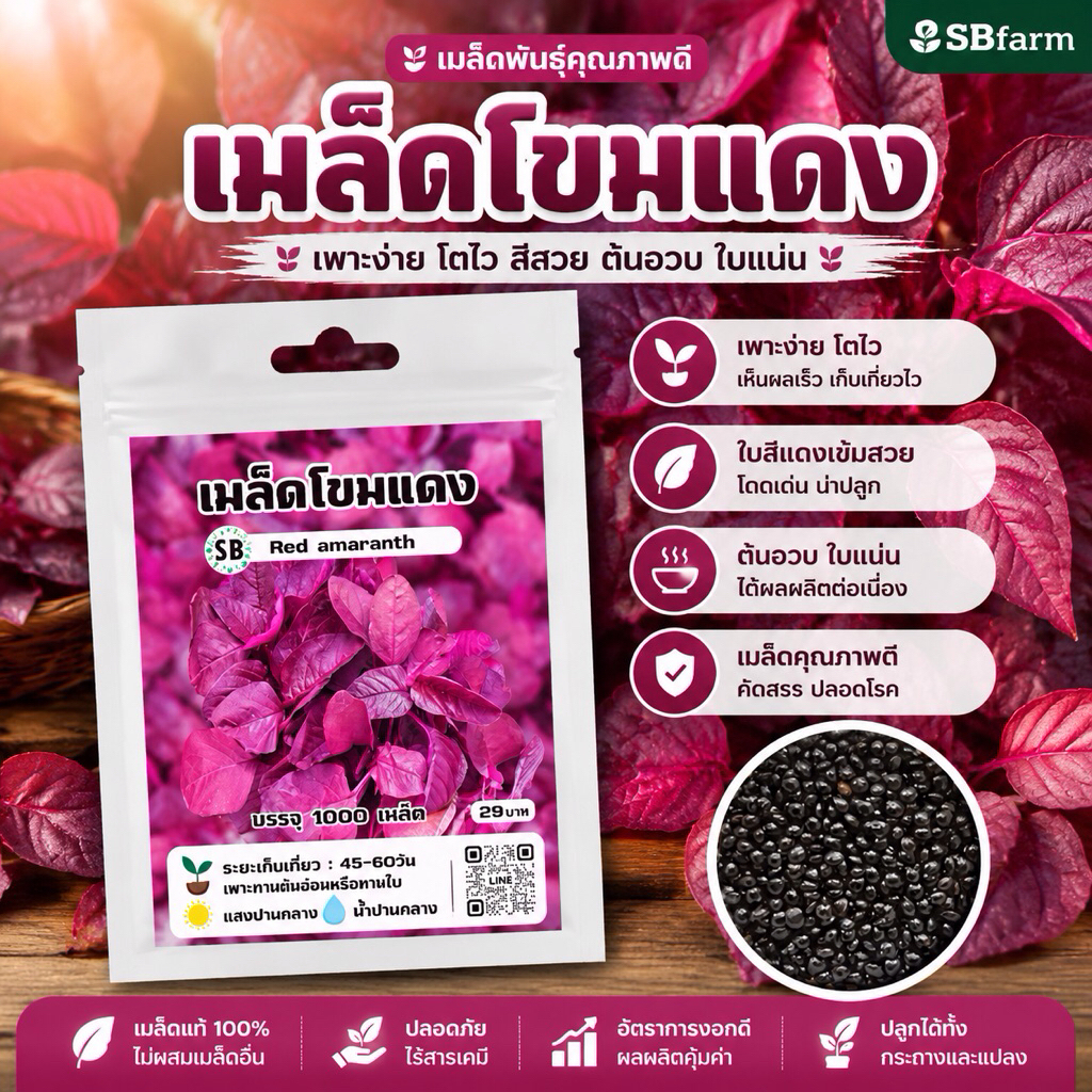 เมล็ดผักโขมแดง เพาะต้นอ่อน-หรือทานใบ [บรรจุ 1000เมล็ด/ซอง] 🔥โปรโมชั่น [ซื้อ 2แถม 1ซอง]