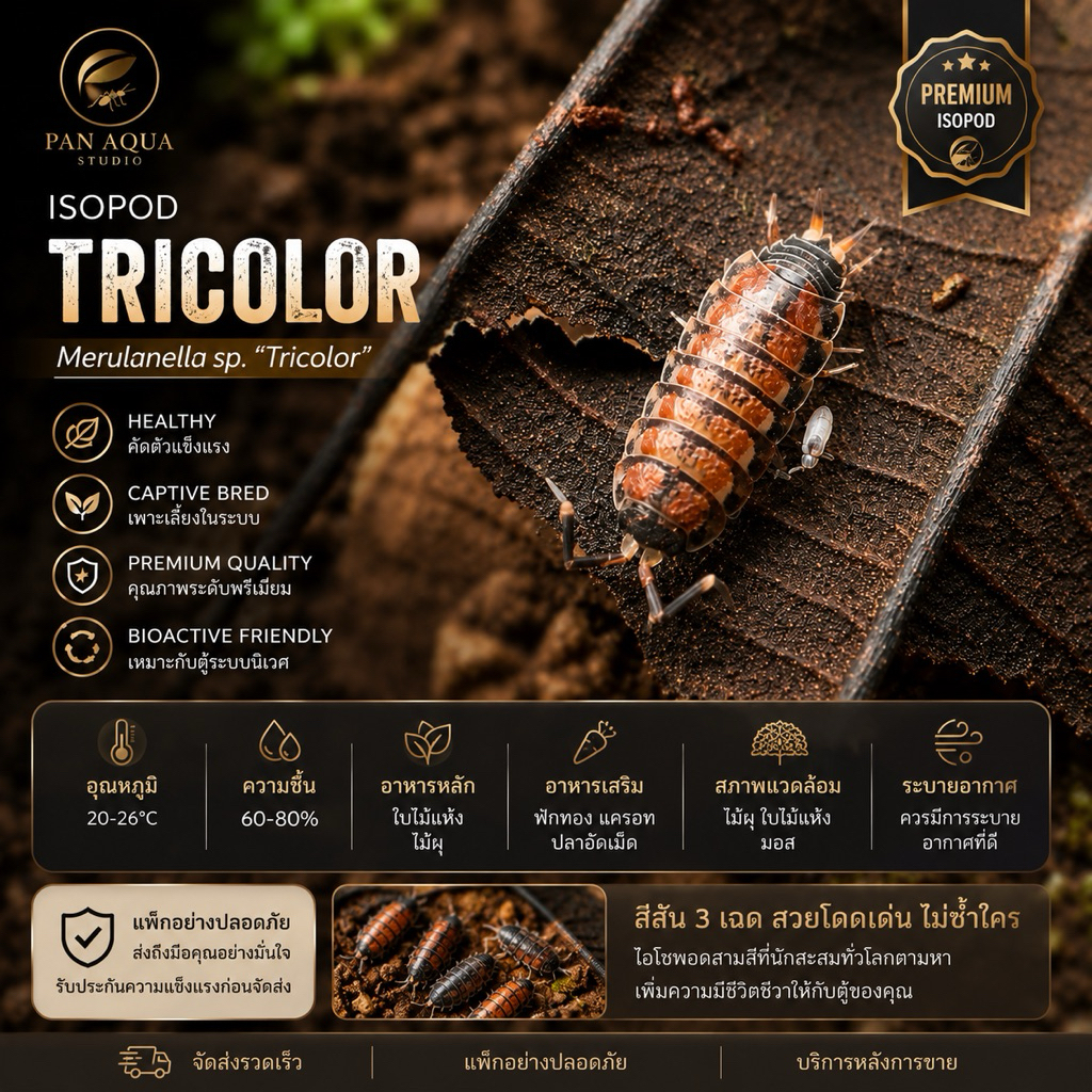 ชุดเลี้ยงไอโซพอตเพื่อการศึกษา (Natural formicariu Isopod) by Pan Aqua Studio