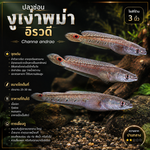 ปลาช่อนงูเห่าพม่าอิรวดี Burmese Irrawaddy Cobra Snakehead