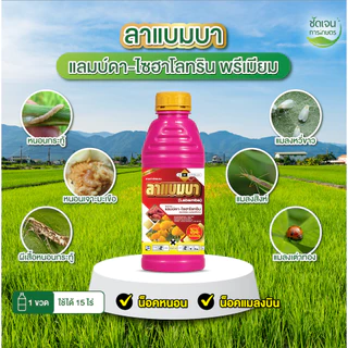 ชุดโคตรคุ้มรวงทอง (พรีเมียมเชื้อรา)+สโตร์เร้น ข้าวระยะรับท้อง รับรวงและไล่ก้ม ป้องกันและเก่งเชื้อรา ทุกชนิด ครอบคลุม
