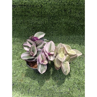 ต้นสายใยรักด่างชมพูและต้นสายใยรักด่างขาว [ Tradescantia Nanouk และ Sillamontana Variegated ] ในกระถาง3"และ2"r
