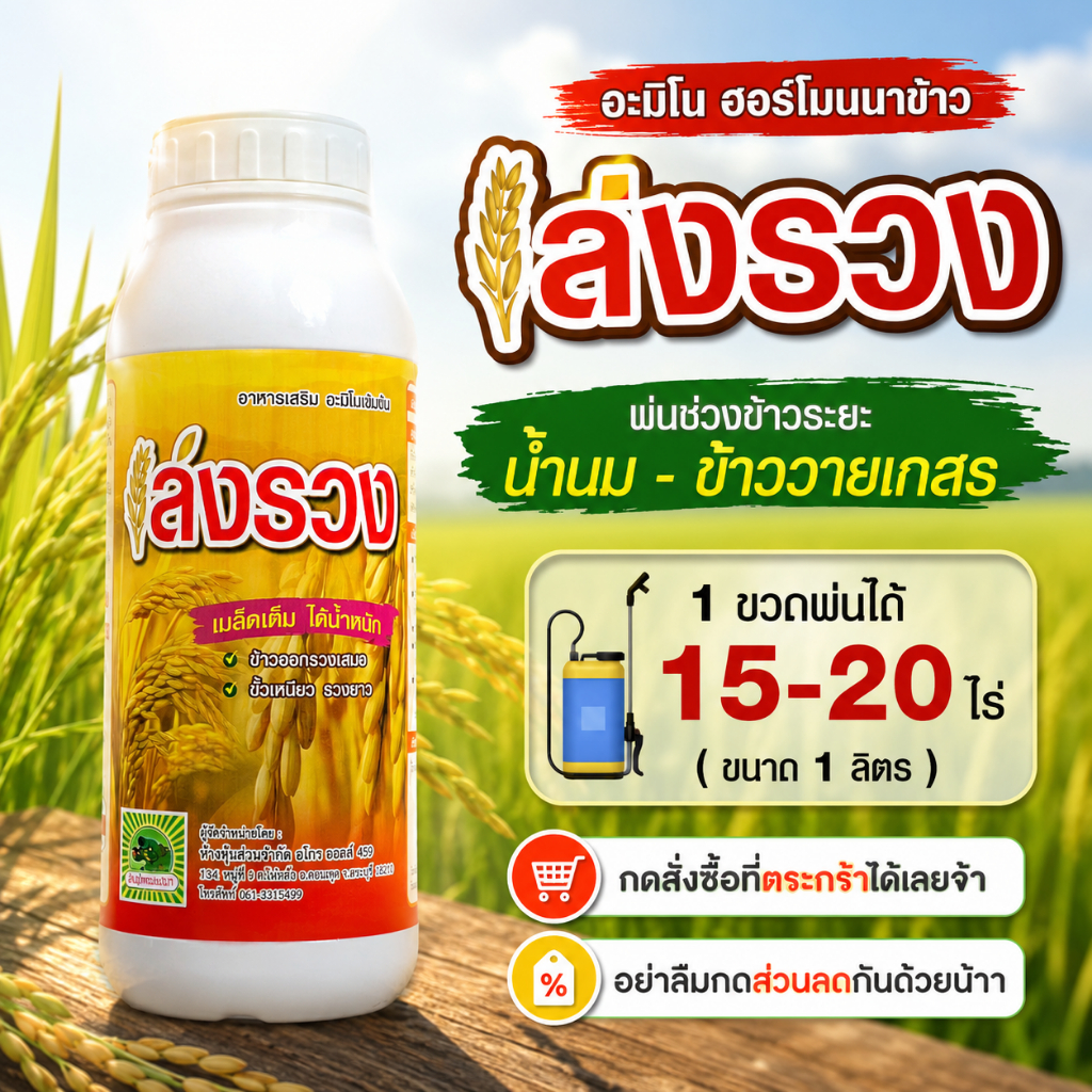 ฮอร์โมน อะมิโนไกลซีน สูตรเล่งรวง  พ่นระยะไล่ก้ม เมล็ดเต็ม ผลผลิตต่อไร่สูง ออกรวงเสมอ ขั้วเหนียว รวงยาว พ่นไล่ก้ม
