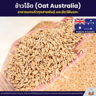 ข้าวโอ๊ต Oat Australia เกรดA ข้าวโอ็ตอาหารนกแก้ว และสัตว์ฟันแทะ สะอาด ร่อนฝุ่น (แบ่งขาย 500G / 1KG)