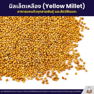 มิลเล็ตเหลือง Yellow Millet เกรดA อาหารนกแก้ว และสัตว์ฟันแทะ สะอาด ร่อนฝุ่น (แบ่งขาย 500G / 1KG)