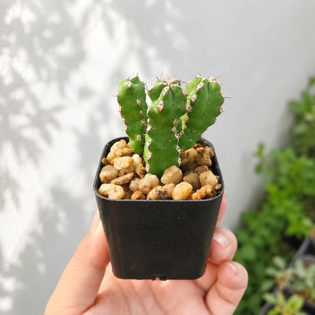 Euphorbia resinifera ยูโฟเบีย กระบองเพชร ไม้อวบน้ำ
