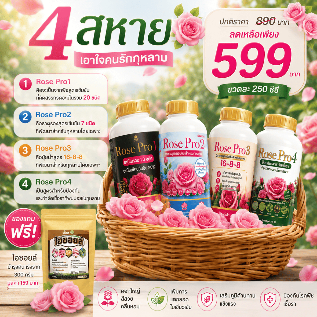 ดูแลกุหลาบครบส่วน เพื่อการบำรุงกุหลาบโดยเฉพาะ ช่วยฟื้นฟูต้น บำรุงครบส่วน เสริมธาตุอาหาร กำจัดเชื้อรา บำรุงดิน 250CC
