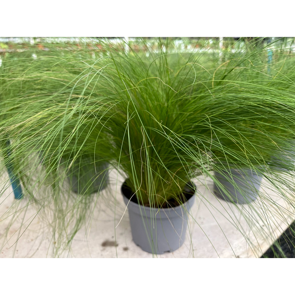 Stipa pony tails แฮร์เลดี้