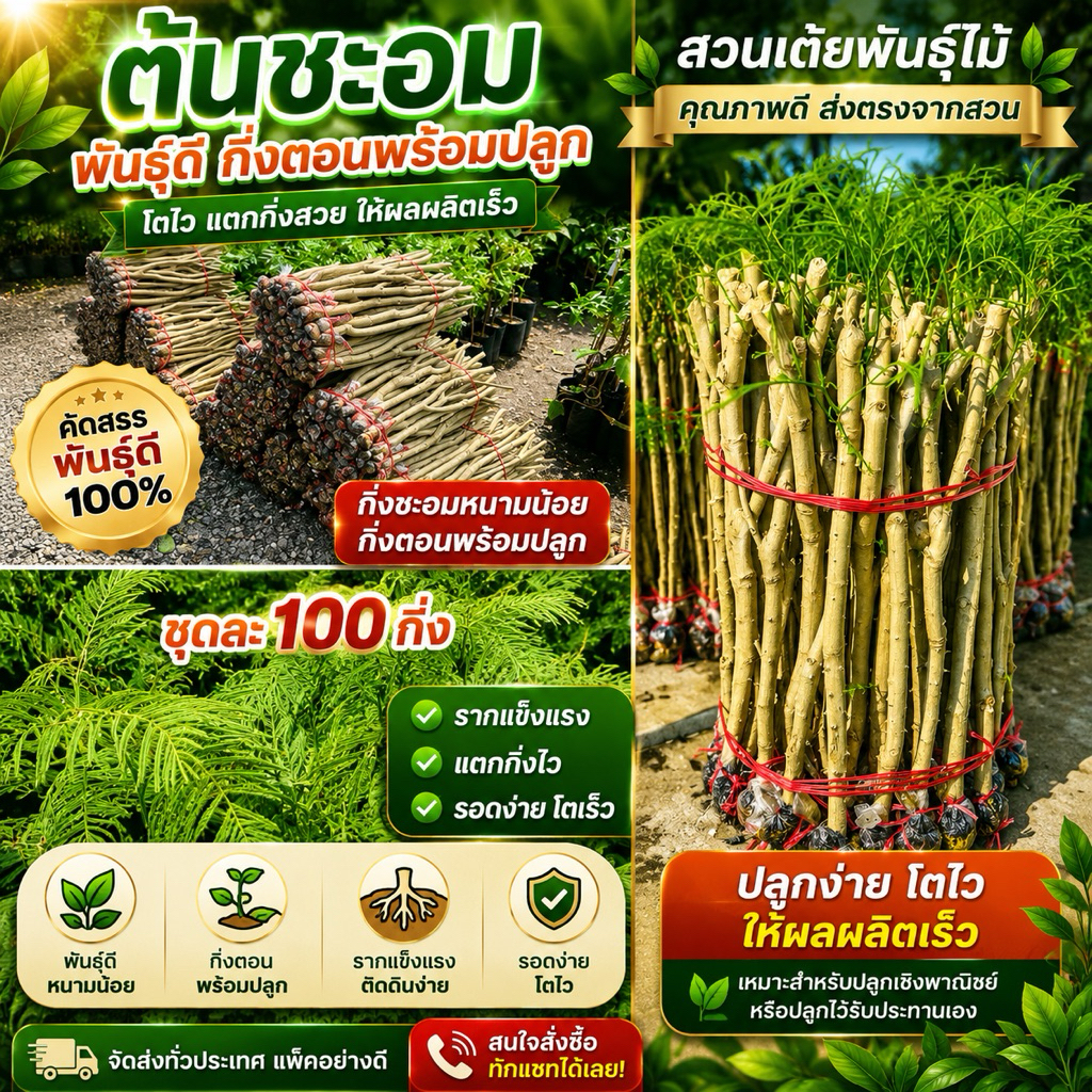 กิ่งชะอมหนามน้อยชุดละ100กิ่งพร้อมปลูกรากเต็มทุกกิ่งยอดดกหนามสั้นพันธุ์ที่ตลาดต้องการราคาปรับขึ้นตามฤดูกาล