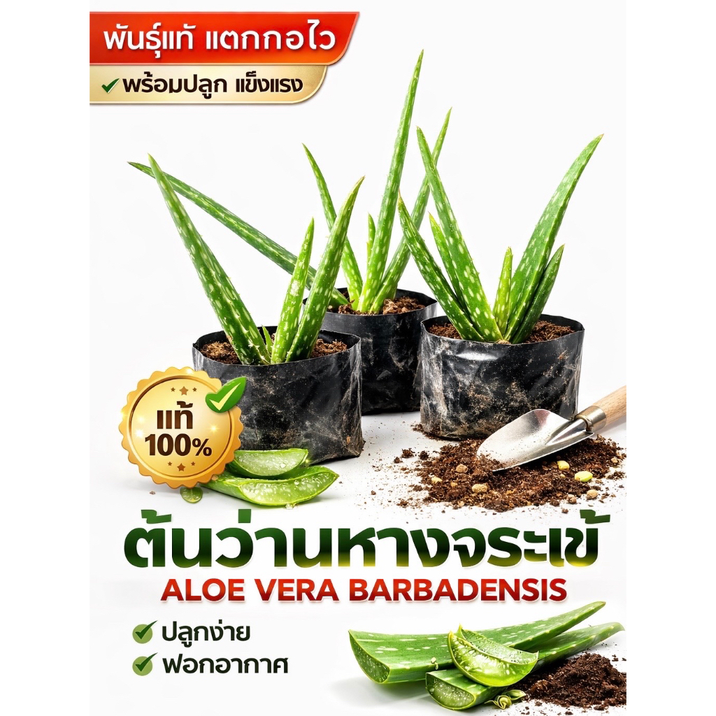 ต้นว่านหางจระเข้ ราคาประหยัด ปลูกง่าย สมุนไพรประจำบ้าน แตกกอไว แข็งแรง