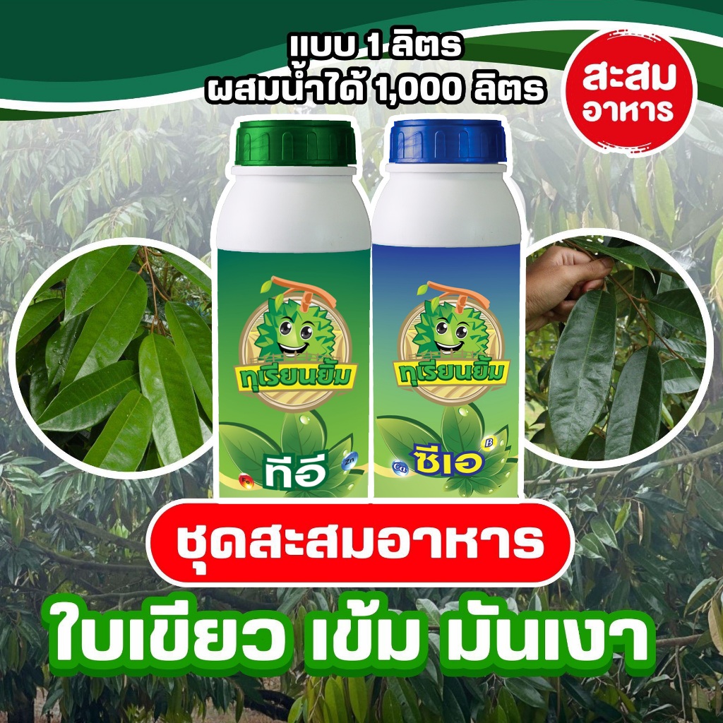 ชุดสะสมอาหารแบบลิตร ใบเขียวเข้ม สะอาด มันเงา