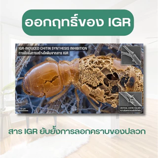 กลีนเบท Gleen Bait เหยื่อกำจัดปลวก เหยื่อปลวก ขนาด 30 กรัม มี อย.