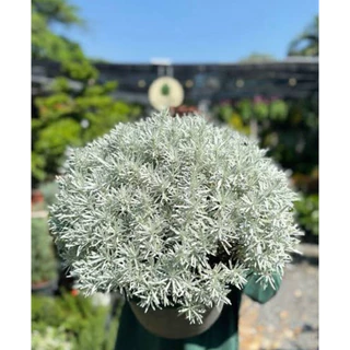 🌱ต้นกล้าดอกเบญจมาศเงิน 🪴ปลูกง่ายทนแดด พร้อมส่ง🌱