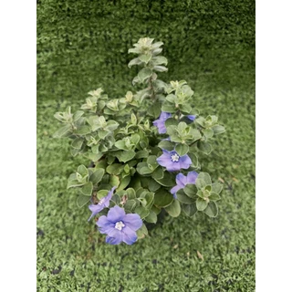 ต้นฟ้าประดิษฐ์ (Ground-Morning Glory) **ไม้ดอกทานได้** ไม้ในกระถาง3นิ้ว