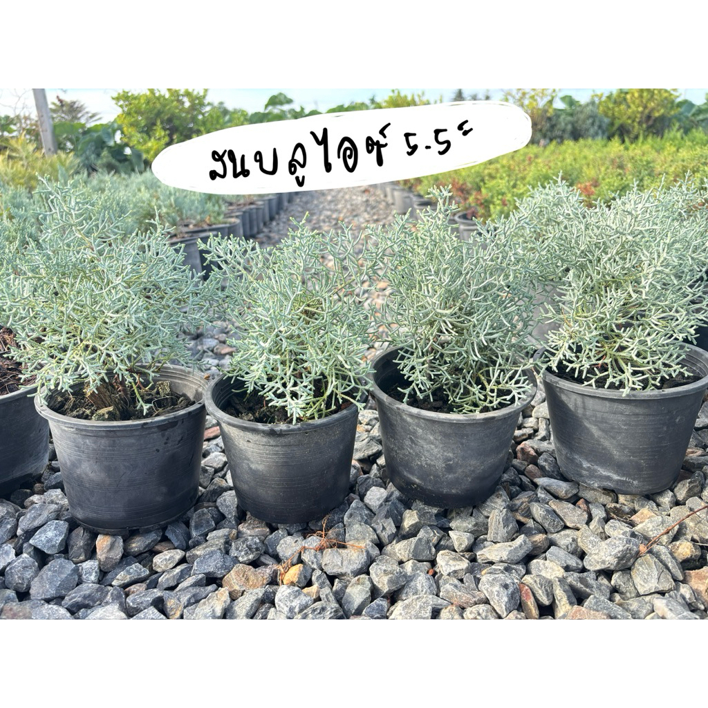 บลูไอซ์ / Blueice cypress 5.5 นิ้ว เหลือสายพันญี่ปุ่น ☀️✅