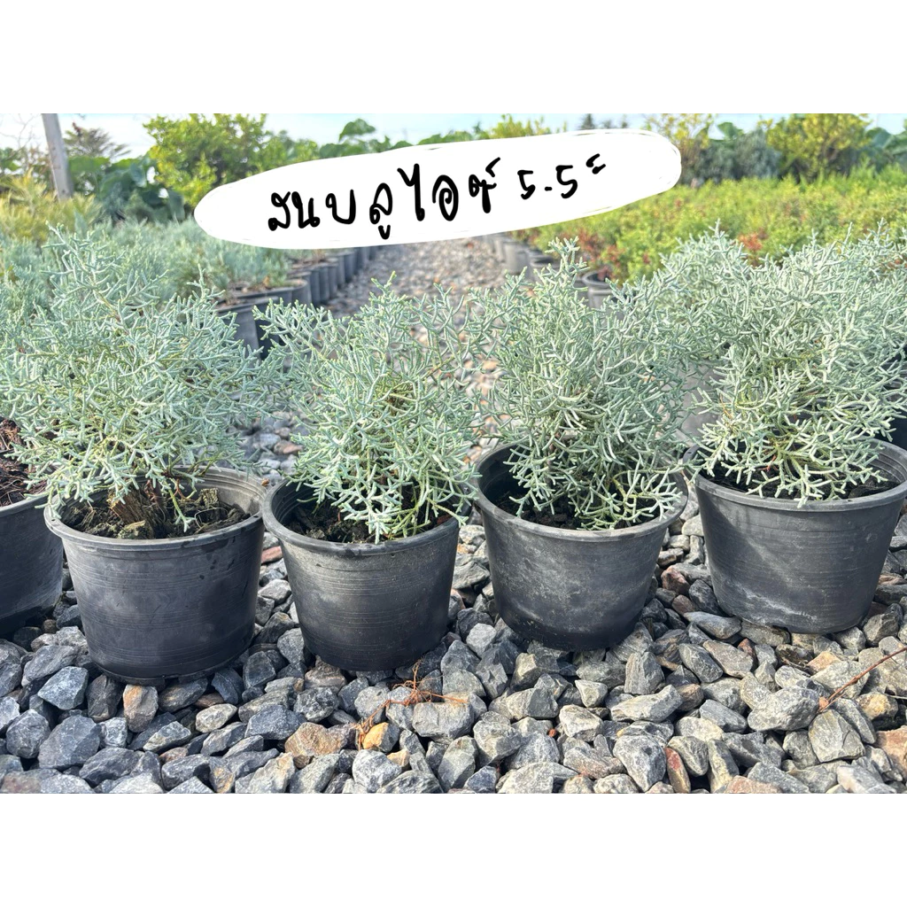 บลูไอซ์ / Blueice cypress 5.5 นิ้ว เหลือสายพันญี่ปุ่น ☀️✅