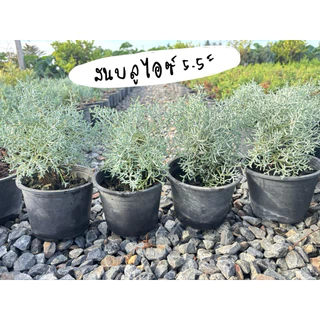 บลูไอซ์ / Blueice cypress 5.5 นิ้ว เหลือสายพันญี่ปุ่น ☀️✅