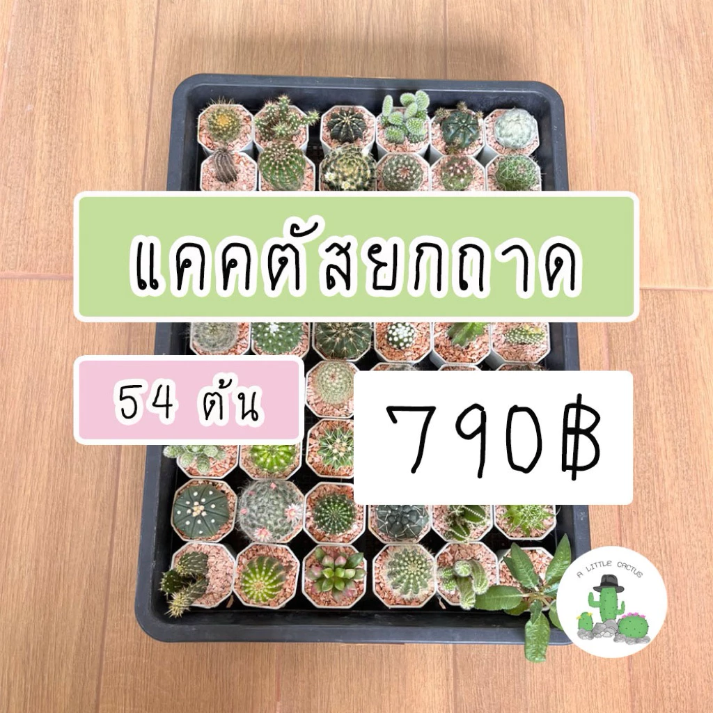 🌵 A Little cactus🌵| แคคตัสยกถาด 54 ต้น สามารถระบุพันธ์ให้ทางร้านได้ แคคตัส กระบองเพชร