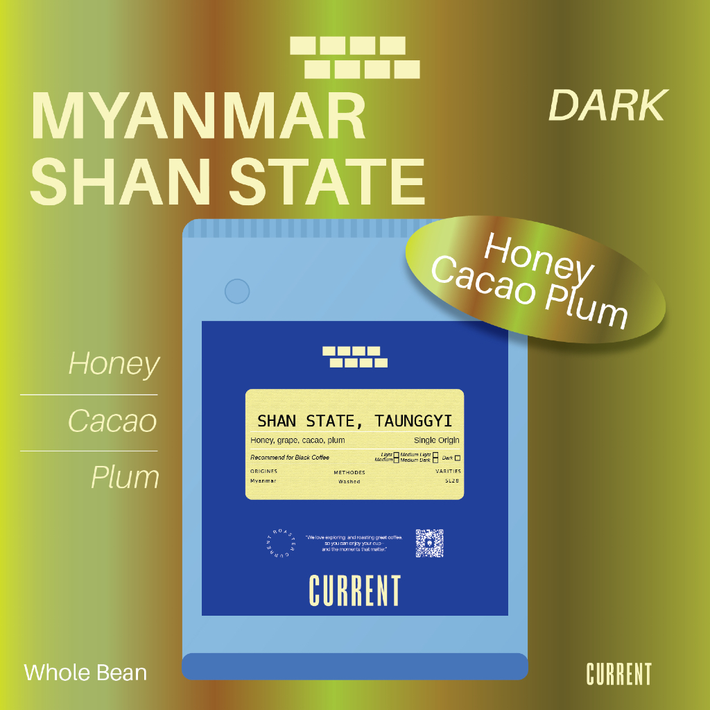 [SINGLE] Myanmar Shan State Taunggyi เมล็ดกาแฟพม่า รัฐฉาน ตองจี โทน Honey | Grape | Cacao | Nutty