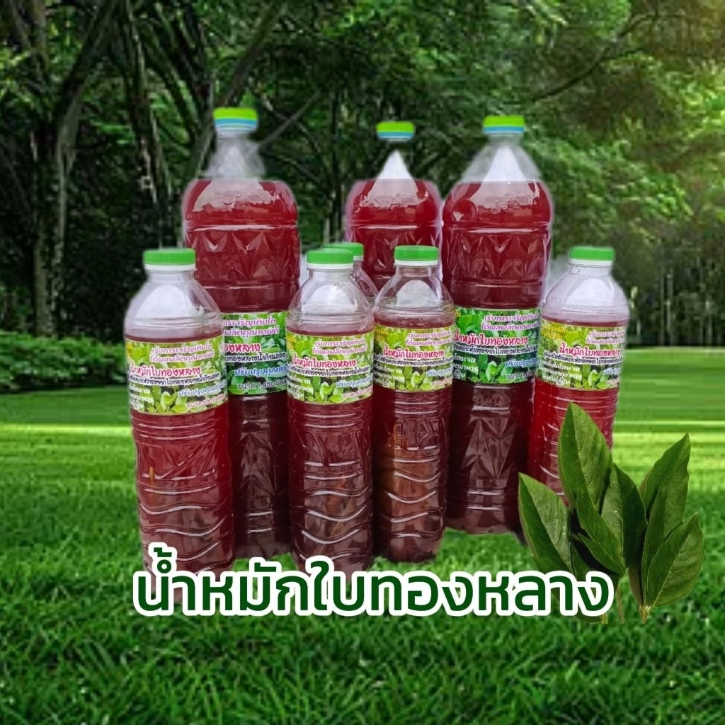 น้ำหมักใบทองหลาง (จุลินทรีย์สังเคราะห์แสงจากใบทองหลางน้ำก้านแดง) ขนาด 500 และ 1,450 มล. พร้อมใช้งาน