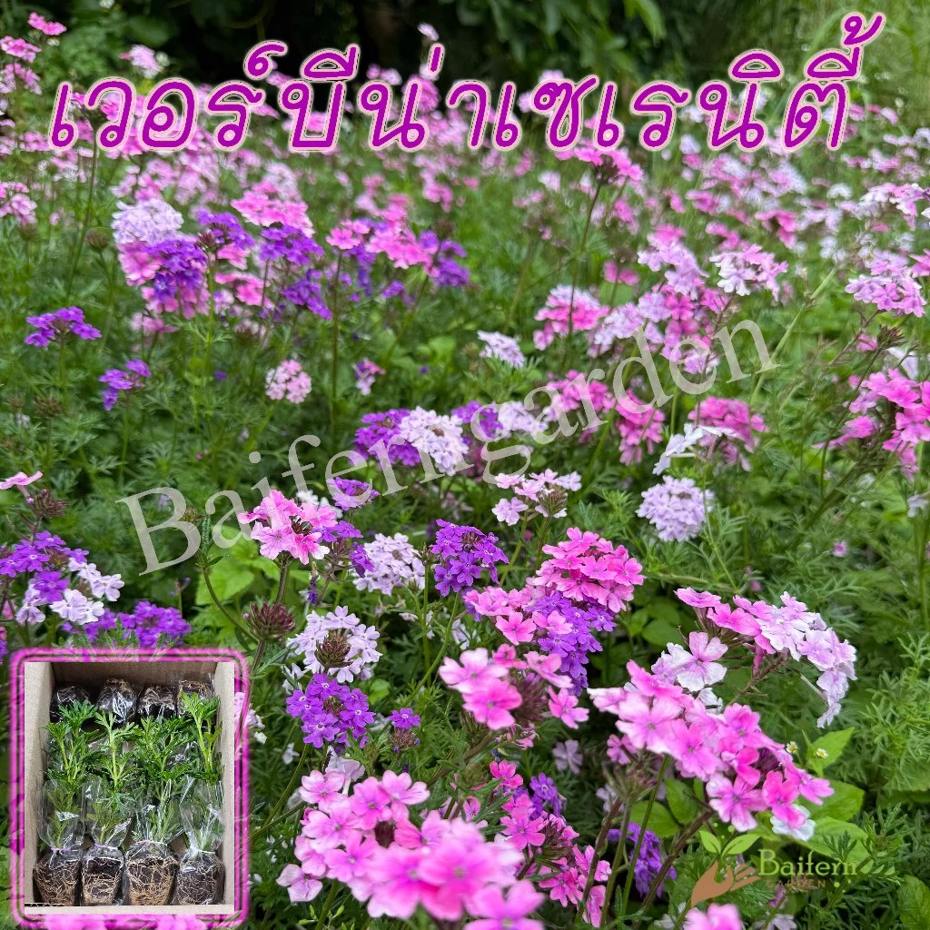ต้นกล้าดอกเวอร์บีน่าเซเรนิตี้คละสี (verbena serenity) ดอกไม้กินได้ รากแน่นพร้อมปลูก เลี้ยงง่าย ต้นอายุหลายปี