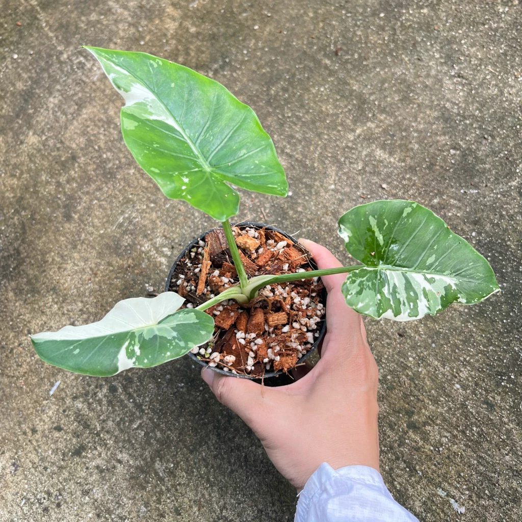 alocasia okinawa silver บอนโอกินาว่าซิลเวอร์โอกินาว่า ต้นแม่นำเข้าจากญี่ปุ่น ต้นแข็งแรง