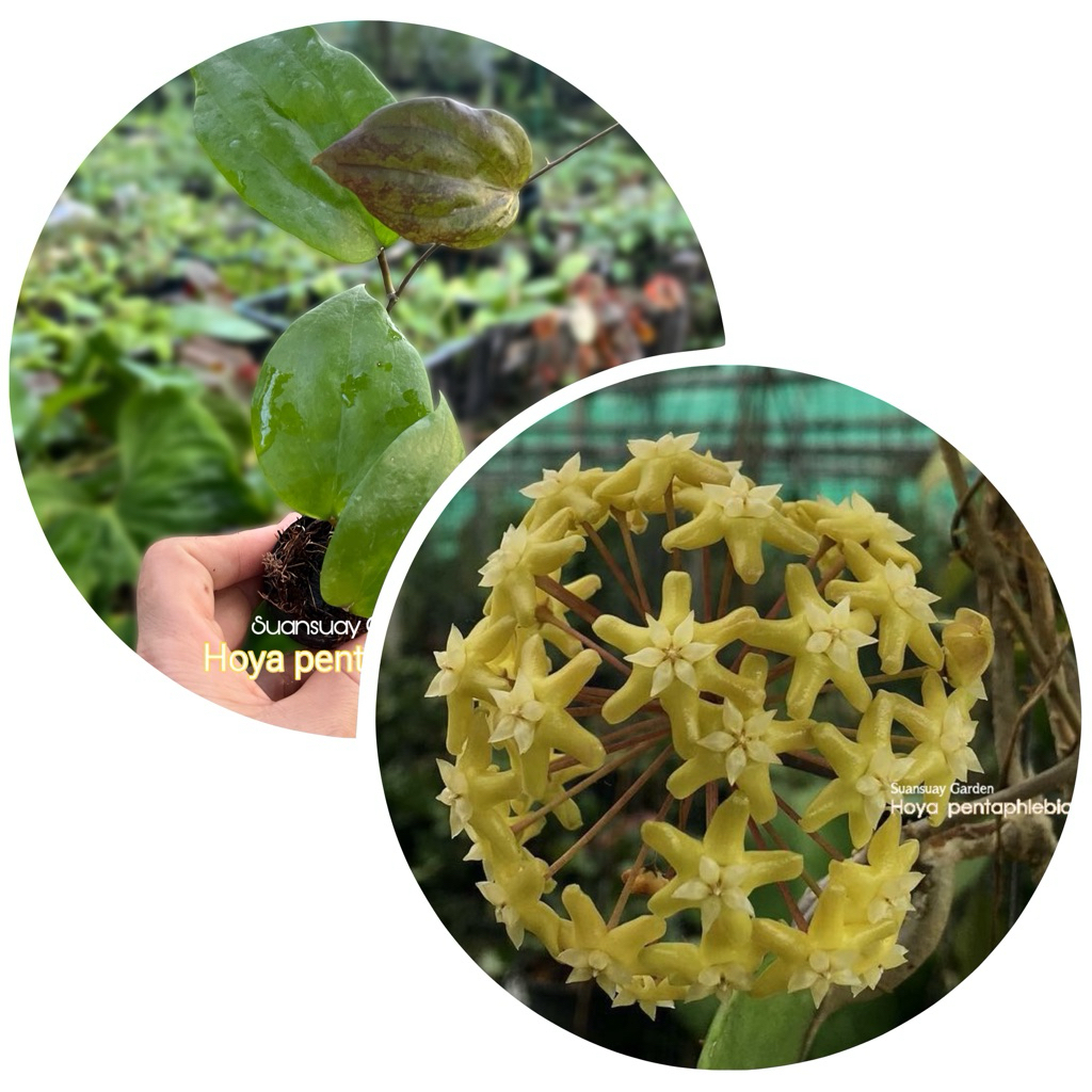Hoya pentaphlebia โฮยาดอกสีเหลืองละมุน สวยมาก เลี้ยงง่าย โตเร็ว จัดส่งในกระถางขนาด 1 นิ้ว