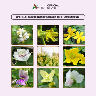 ผสมเทียม ผสมเกสร สูตรไม้ผล เปลี่ยนเพศ เพิ่มดอกตัวเมีย ผสมเทียมดอก ติดผลดก ขั้วเหนียว เอเจนต้า คอร์ป