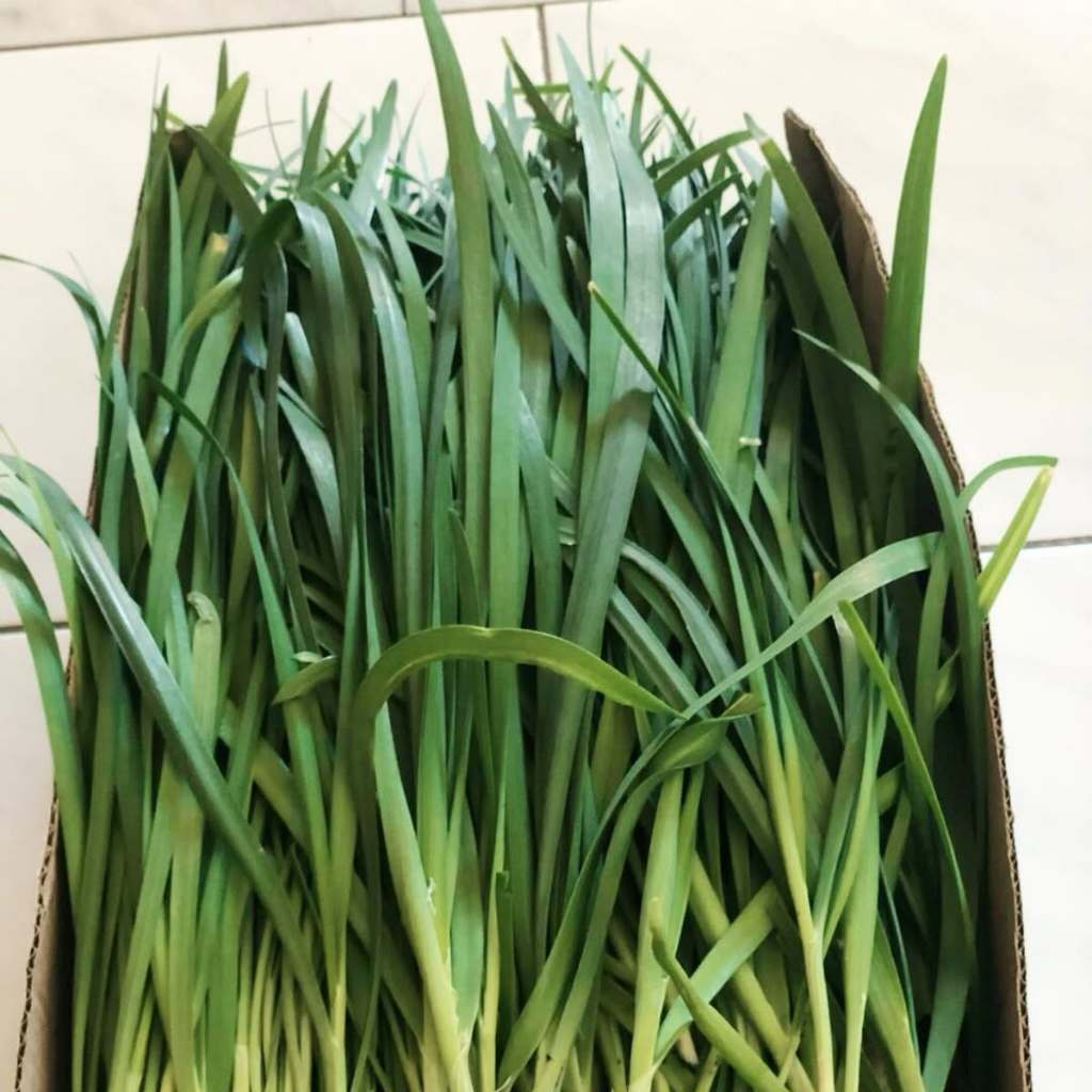 เมล็ดพันธุ์ กุยช่าย ผักแป้น Garlic Chives 300 เมล็ด