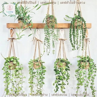 🌿(ขนาด 3 นิ้ว)เดฟใบรีเขียว/ใบรีด่าง/หัวใจล้านดวง/แตงโม/แอปเปิ้ล/ฟิลิปปินส์ พร้อมกระถางสาน+เชือก+ตะขอแขวน