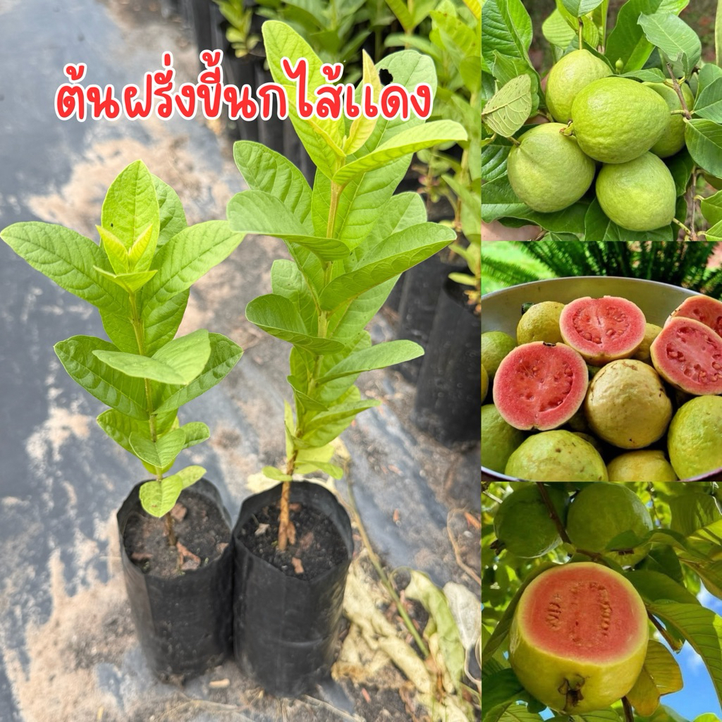 ต้นฝรั่งขี้นกไส้เเดง ชุด4ต้น80บาท เพาะเมล็ด พืชผล หวานกรอบอร่อย