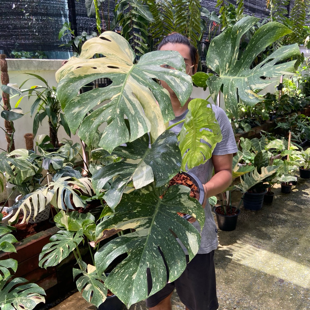 Monstera Thai Constellation (มอนสเตอร่า ไทคอน) เป็นไม้ประดับยอดนิยมที่มีต้นกำเนิดจากการเพาะเลี้ยงเนื้อเยื่อในไทย