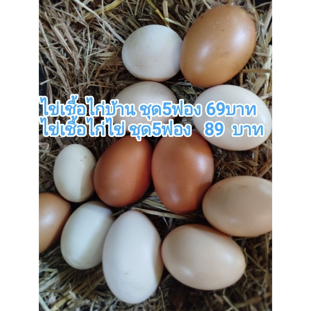 ไข่ไก่เชื้อ ไข่ไก่พันธุ์ผสม ✴️ชุดละ 5 ฟอง✴️  🐣 กรุณาอ่านรายละเอียดก่อนค่ะ
