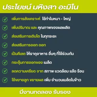 มหิงสา อะมิโนพืช กรดอะมิโนอิสระ สกัดเข้มข้น 49% ส่งเสริมให้พืชดูดซึมอาหารได้ดี ทำให้พืชเจริญเติบโตดี