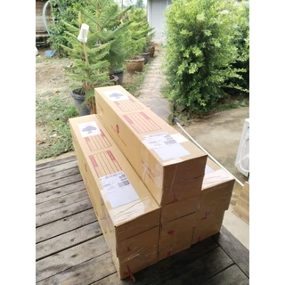 ต้นแก้วเจ้าจอมพันธุ์6+4(10ใบ) สูง 70 cm.