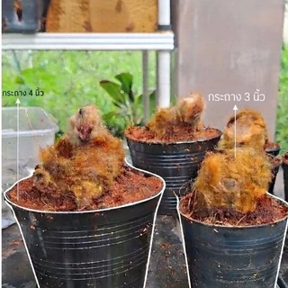 [พร้อมส่ง] ว่านลูกไก่ทอง ไม้มงคลเรียกทรัพย์ เสริมบารมี โชคลาภ ขนทองนุ่มฟู คละต้นสวย พร้อมกระถาง