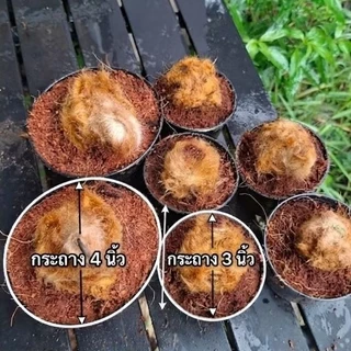 [พร้อมส่ง] ว่านลูกไก่ทอง ไม้มงคลเรียกทรัพย์ เสริมบารมี โชคลาภ ขนทองนุ่มฟู คละต้นสวย พร้อมกระถาง