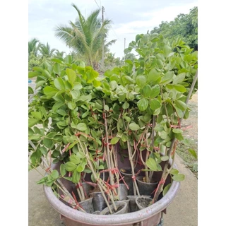 ต้นแก้วเจ้าจอมพันธุ์6+4(10ใบ) สูง 70 cm.