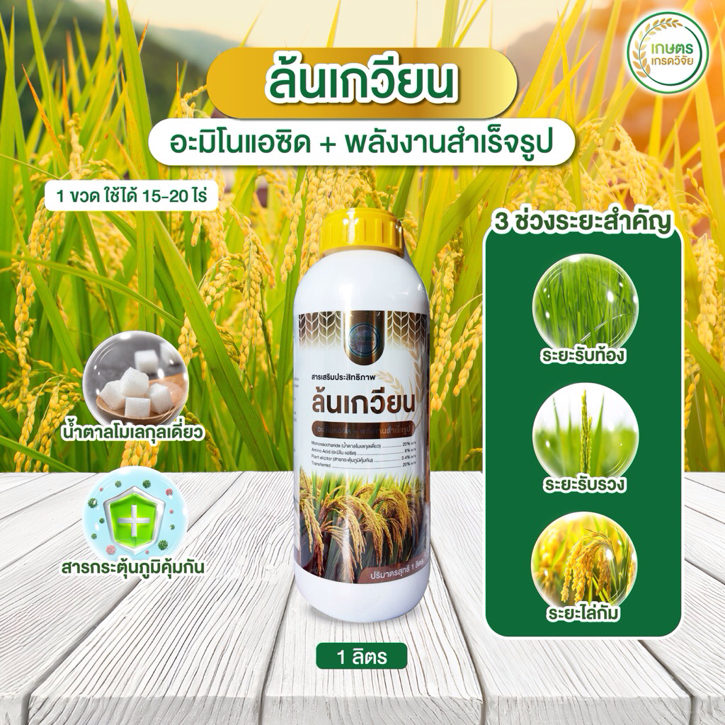 ล้นเกวียน (อะมิโนแอซิด+พลังงานสำเร็จรูป)ช่วยให้ข้าวออกรวงสม่