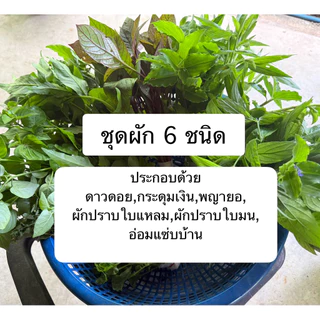 มิตรมนต์ | ชุดผักแข็งแรง🥬 สำหรับปั่นเพื่อสุขภาพ จะทานสด หรือจะทำน้ำผักปั่นก็ได้ สด สะอาด ปลอดสาร อ่านรายละเอียดก่อนสั่ง