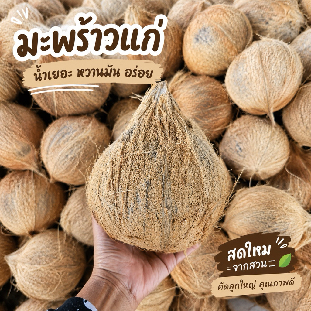 มะพร้าวแก่ มะพร้าวแกง มะพร้าวทำน้ำกะทิ มะพร้าวจากสวน ‼️รบกวนสั่งออเดอร์ละไม่เกิน10ลูก‼️