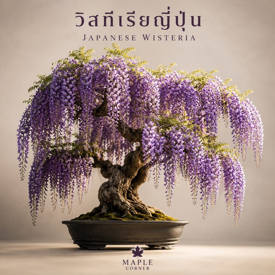 วิสทีเรียญี่ปุ่น สีม่วง Japanese Wisteria floribunda (เมล็ดพันธุ์) บอนไซ ไม้เลื้อย ไม้กระถาง