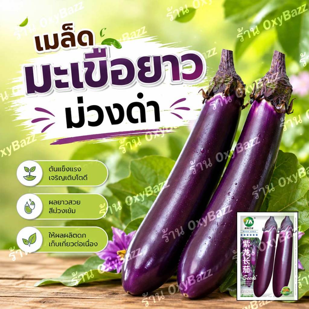 เมล็ดมะเขือยาวม่วงดำ 300เมล็ด ขั้วและผลสีม่วงดำ Eggplant Seeds มะเขือยาวสีม่วง