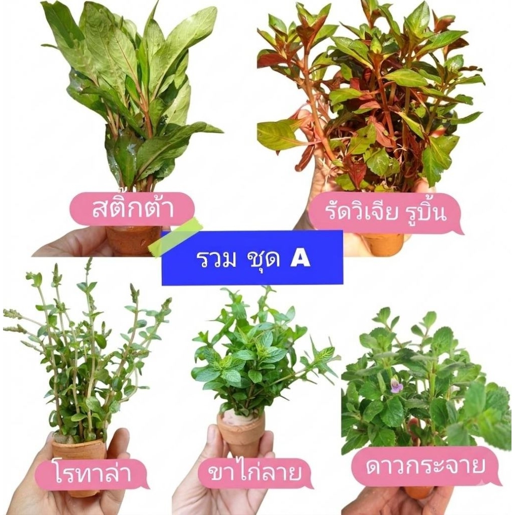 ไม้น้ำ ในกระถาง ในหินเซรามิก ได้ต้นไม้แต่งตู้พร้อมกับตัวช่วยบำบัดน้ำ