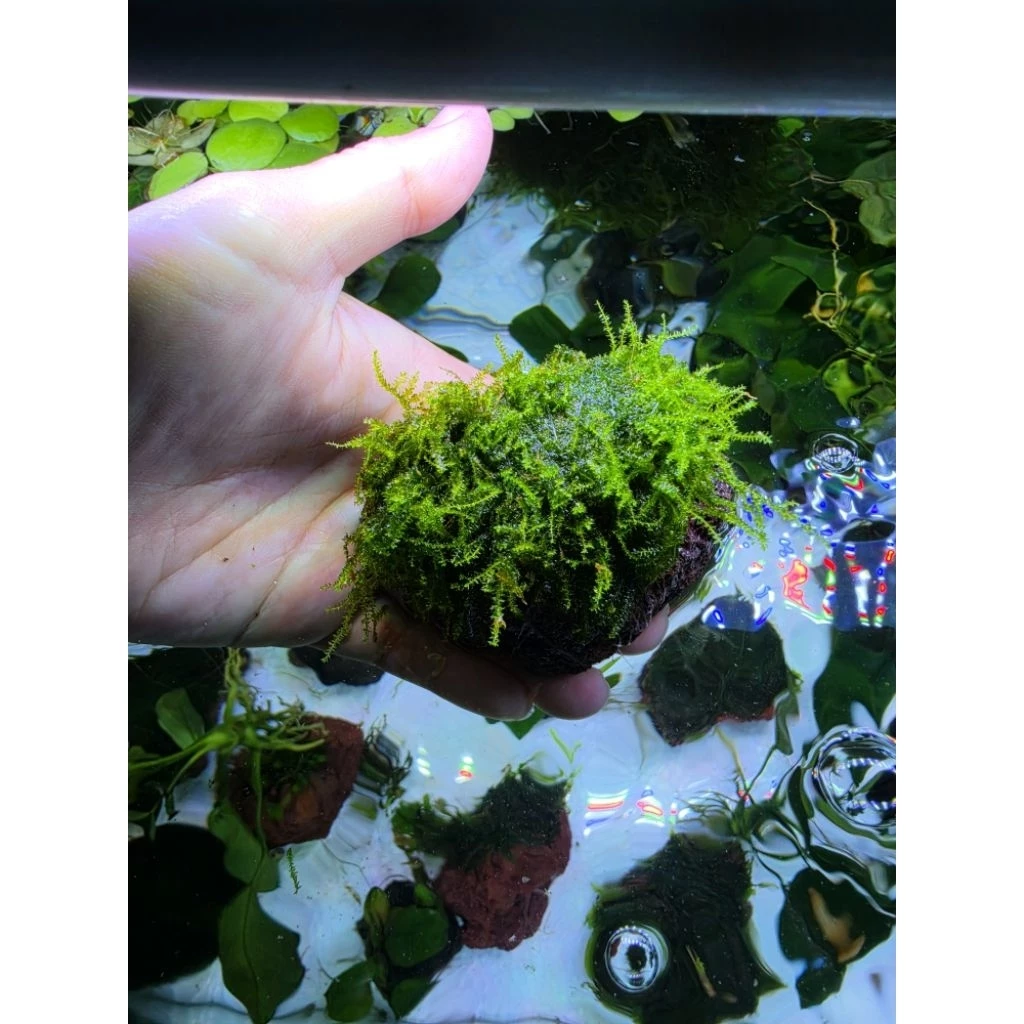 มอสคริสมาต์พันหินลาวาภูเขาไฟ จิ๋ว thumbnail 5