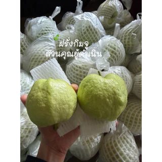 ฝรั่งกิมจูดำเนินสะดวก คัดพิเศษเกรดA ฝรั่งกิมจู สดไหม่ หวาน กรอบ อร่อย