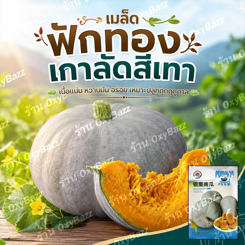 เมล็ดฟักทองเกาลัดสีเทา 30 เมล็ด ฟักทองญี่ปุ่นสีเทา เนื้อแน่น หวานมัน โตเร็ว ผลใหญ่