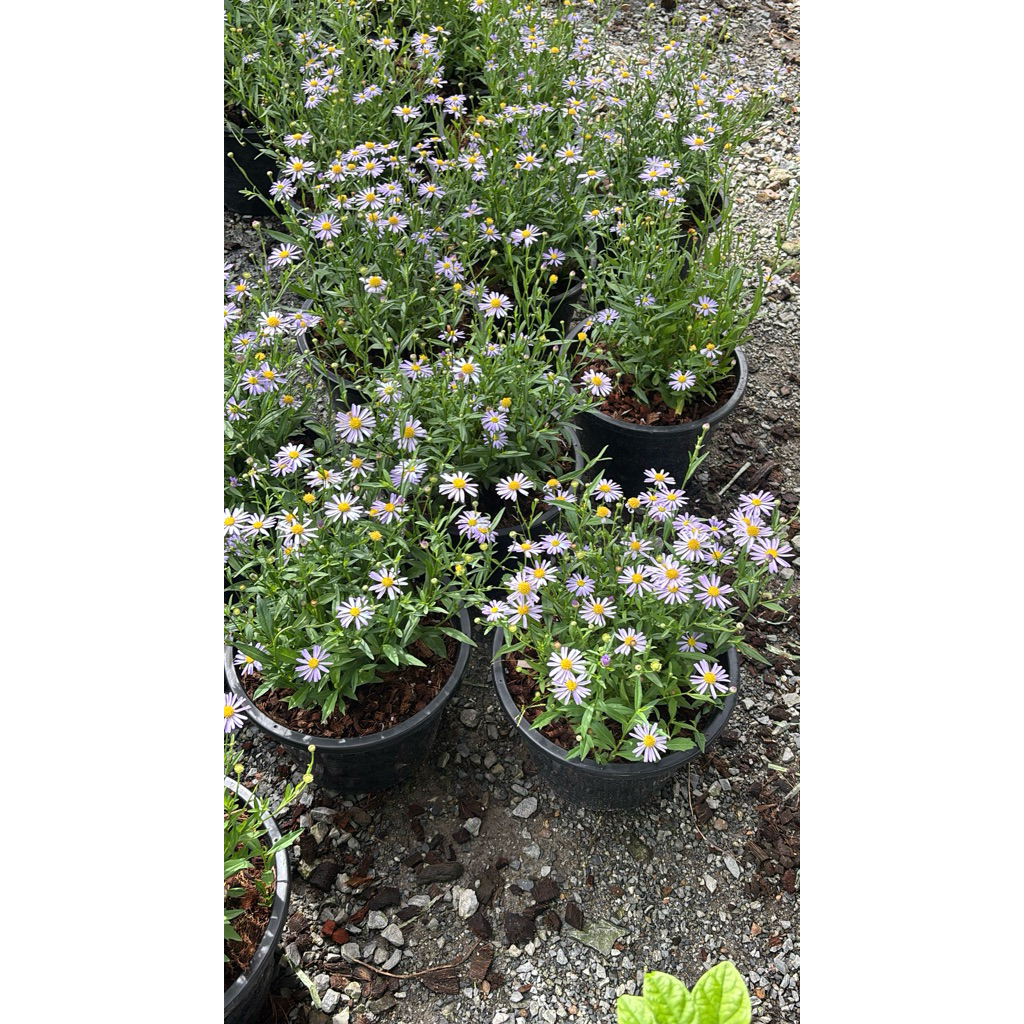ต้นมากาเร็ตหรือเดซี่ญี่ปุ่น (Marguerite / Marguerite Daisy หรือ Kalimeris) ซึ่งเป็นไม้ดอกพุ่มสวยงาม มีดอกสีม่วง