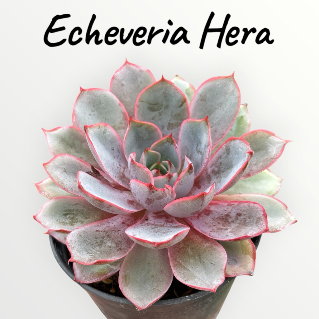 Echeveria Hera กุหลาบหิน ไม้อวบน้ำ ขนาด 4 นิ้ว