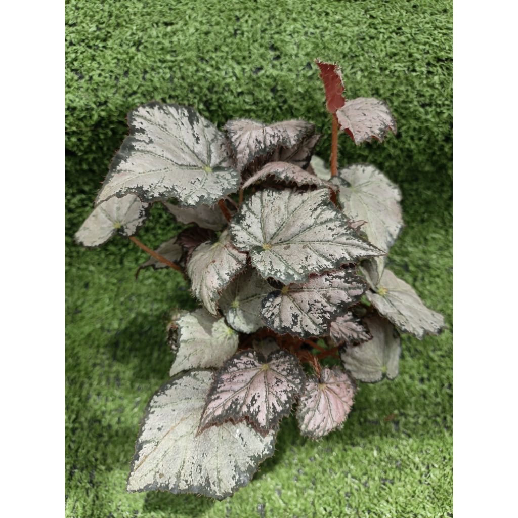 ต้นบีโกเนีย"Pink Surprise"( Begonia" Pink Surprise " ) ไม้ในกระถาง3"