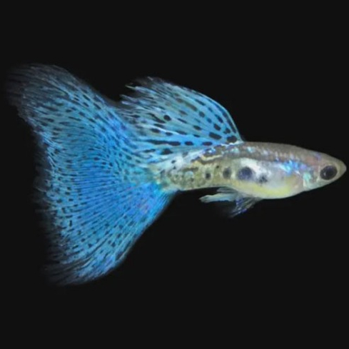 Guppy ปลาหางนกยูงเกรดA Bluegrass บลูกลาส